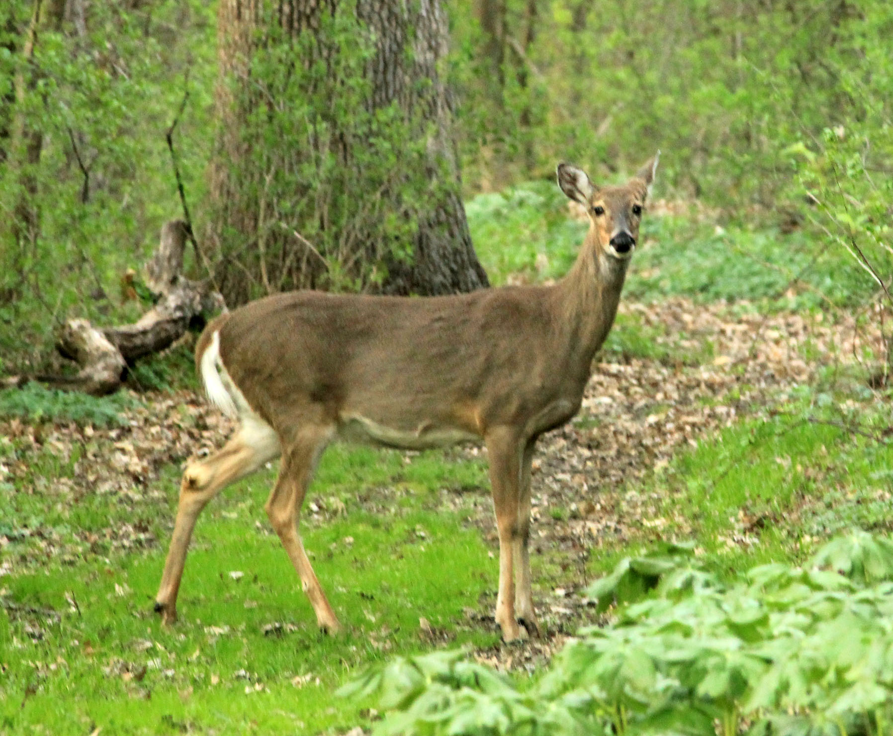 White tailed Deer Mammals Animals Good Free Photos Free Public 