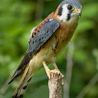 American Kestrel-Falco sparverius Standing on tree stump