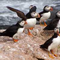 Atlantic Puffins standing on rock