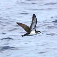 Audubon's Shearwater - Puffinus lherminieri - flying over the ocean