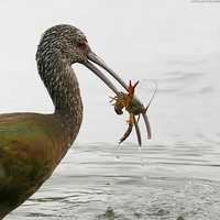 Bird with crayfish in mouth