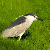 Black Crowned Night Heron in the grass
