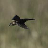 Brown Headed Cowbird in flight