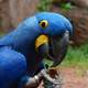 Close Up of Hyacinth Macaw -- Anodorhynchus hyacinthinus