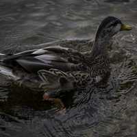 Close Up Of a Duck in Water