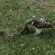 Eagle eating slain bird