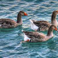 Geese swimming in Water