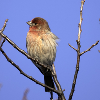 House Finch Male on branch