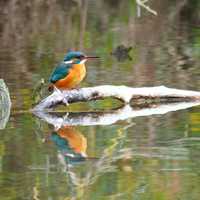 Kingfisher standing on Branch in the middle of the pond