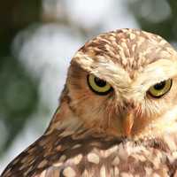 Owl looking intensely at you with scary eyes