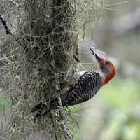 Red Bellied woodpecker on tree