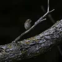 Small Bird standing on a branch