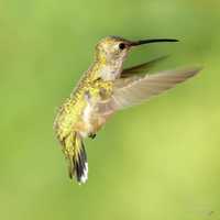 Small Hummingbird flapping its wings