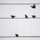 Some birds taking off from a wire