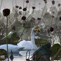 Swans in the middle of Water Plants
