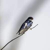 Tree Swallow standing on branch -- Tachycineta bicolor