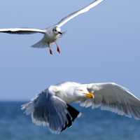 Two seagulls in flight