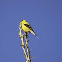 Yellow Finch on branch