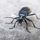 Black Beetle  on Concrete