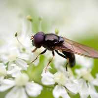 Fly on White Flowers