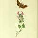 Illustration Antler Moth from British Entomology