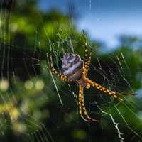 Large web weaving spider