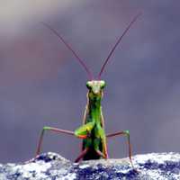 Praying Mantis insect looking at Camera