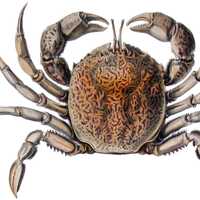 Bellia picta - a species of crab from South America