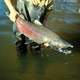 Captured Chinook Salmon - Oncorhynchus tshawytscha