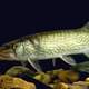 Chain Pickerel or Southern Pike - Esox niger