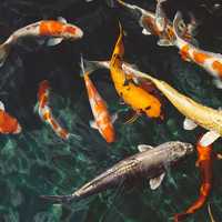 Colored Koi fish in Pond