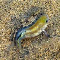 Death Valley Pupfish - Cyprinodon salinus
