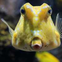 Silly looking yellow fish
