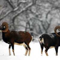 A Pair of Rams in the winter