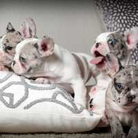 Baby Bulldogs on the pillow