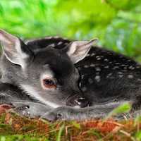 Baby Fawn curled up on the ground