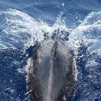 Back of Bottlenose Dolphin Slicing through the Water