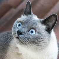 Cat with Large glossy blue eyes