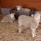 Cute Lambs in a barn