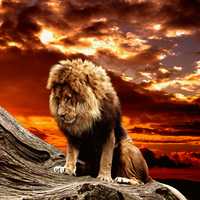 Lion on the mountainside at sunset
