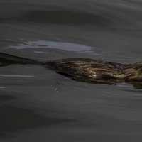 Muskrat swimming in the water