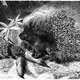 North African crested porcupine -- Hystrix cristata