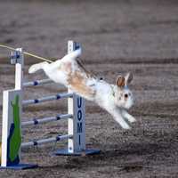 Rabbit jumped over the obstacle