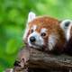 Red Panda Resting on a log