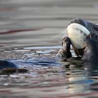 Sea Otter eating giant clam