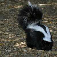 Skunk in the forest