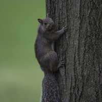 Squirrel Clinging onto the side of a tree