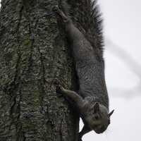 Squirrel clinging upside down on a tree