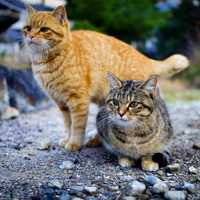 Two Cute Cats in the street