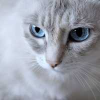 White Cat Flash with blue eyes